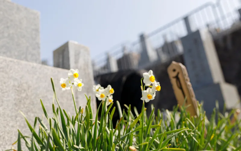 お墓掃除　いつ　やる