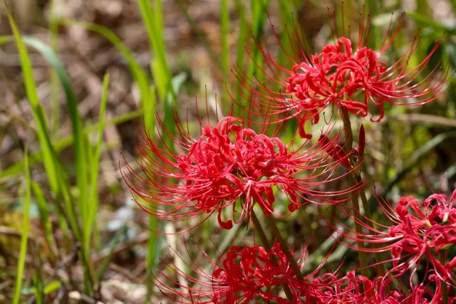 お彼岸　お墓掃除　代行　意味